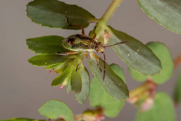 Red True Bugs Nymph Suborder Heteroptera — Stock Photo, Image