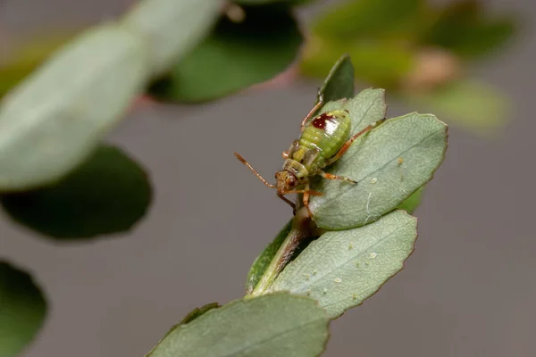 Red True Bugs Nymph Suborder Heteroptera — 스톡 사진