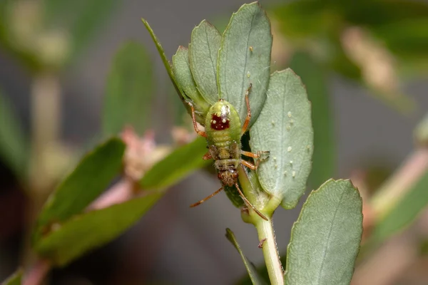 Rouge Vraie Nymphe Bugs Sous Ordre Heteroptera — Photo