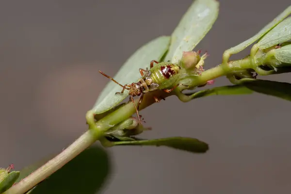 Alt Heteroptera Nın Kırmızı Gerçek Böcekler Perisi — Stok fotoğraf