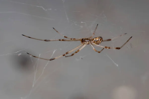 Liten Brun Änka Arten Latrodectus Geometricus — Stockfoto