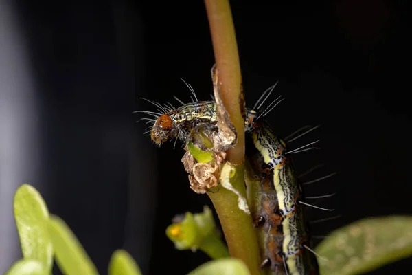 Oruga Del Orden Lepidópteros Comiendo Una Planta Verdolaga Común Especie —  Fotos de Stock