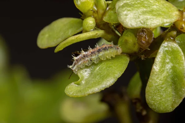 Lepidoptera Rendbe Tartozó Hernyó Amely Portulaca Oleracea Fajhoz Tartozó Közönséges — Stock Fotó