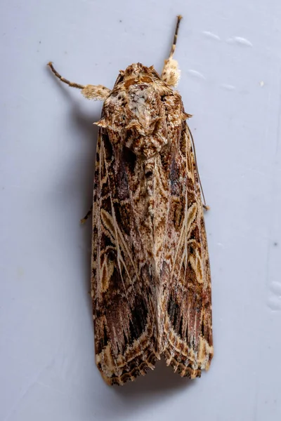 Ενηλίκων Armyworm Moth Genus Spodoptera — Φωτογραφία Αρχείου