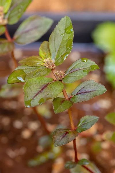 種のアストマ植物ユーフォルビアヒルタ — ストック写真