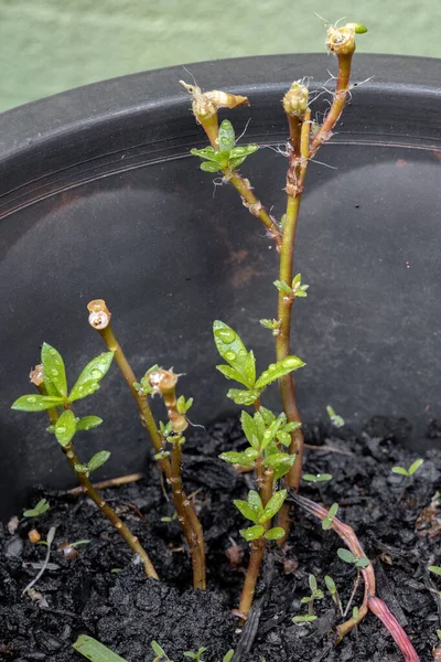 Purslane Paraguaia Planta Espécie Portulaca Amilis — Fotografia de Stock