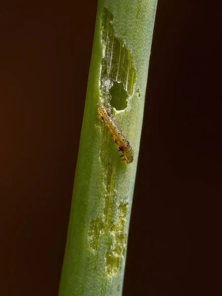 Oruga Del Orden Lepidópteros Comiendo Una Hoja Chives Especie Allium — Foto de Stock