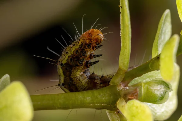 Oruga Del Orden Lepidópteros Comiendo Una Planta Verdolaga Común Especie —  Fotos de Stock