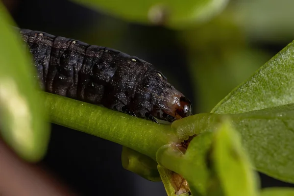 Portulaca Oleracea Fajhoz Tartozó Közönséges Porcsin Növényt Fogyasztó Spodoptera Nemzetséghez — Stock Fotó