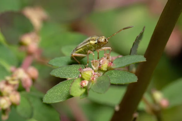 Alt Heteroptera Nın Yeşil Gerçek Böcekler Perisi — Stok fotoğraf