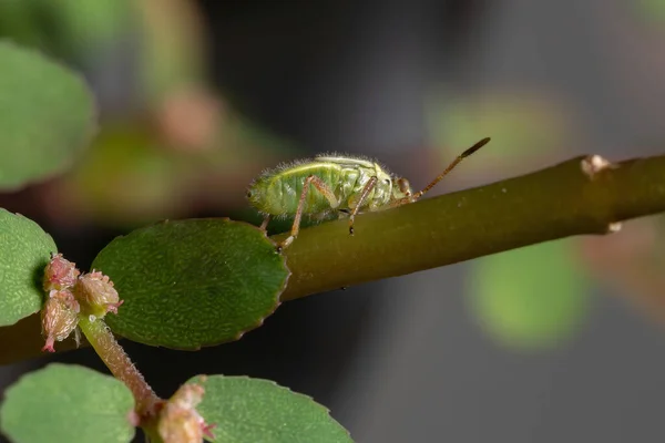 Verde True Bugs Ninfa Del Suborden Heteroptera — Foto de Stock