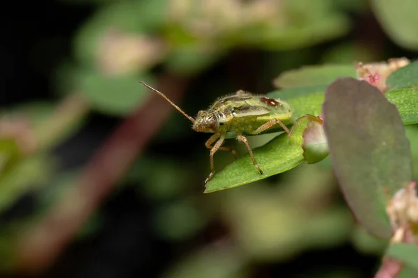 Zielone Prawdziwe Bugs Nimfa Podrzędu Heteroptera — Zdjęcie stockowe