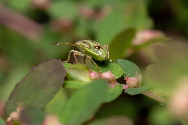 Alt Heteroptera Nın Yeşil Gerçek Böcekler Perisi — Stok fotoğraf