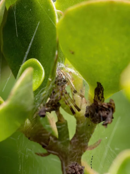 Viúva Castanha Pequena Espécie Latrodectus Geometricus — Fotografia de Stock