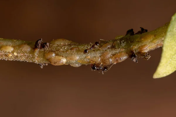 本種のバジルの枝にあるワカメ科ワカメ属の昆虫と共生するGenus Phideoleの大きな頭を持つアリ Ocimum Basilicum — ストック写真