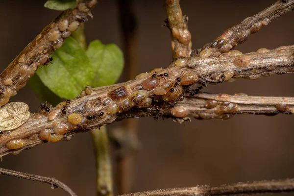 Sembiyoz 'de Büyük Kafalı Karıncalar ile Kaplumbağa Pulu, fesleğen dalında, Coccidae ailesinin böcekleri. Ocimum Bazilicum.