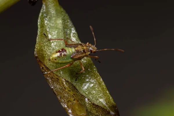 Зелені Справжні Вади Німфа Підпорядкування Heteroptera — стокове фото