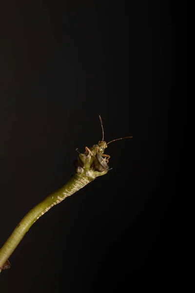 Verde True Bugs Ninfa Del Suborden Heteroptera —  Fotos de Stock