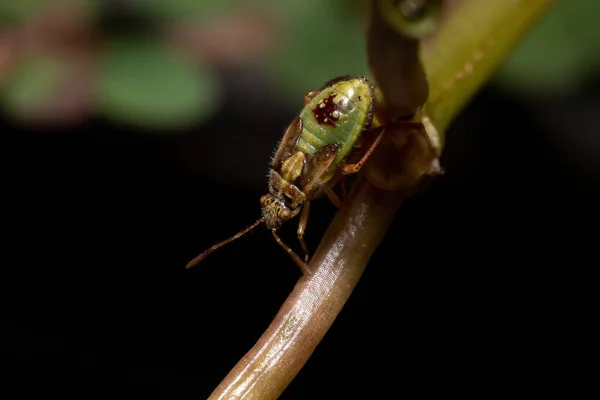 Πράσινο True Bugs Νύμφη Της Heteroptera Suborder — Φωτογραφία Αρχείου