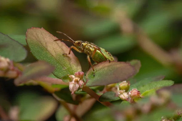 グリーン トゥルー Heteropteraのニンフ — ストック写真