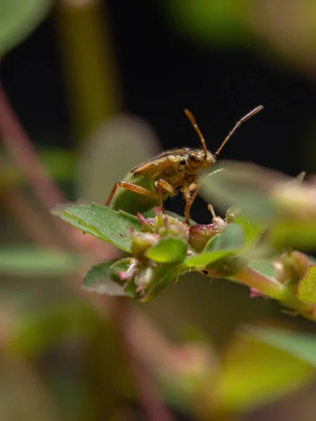 Green True Bugs Nymph Suborder Heteroptera — Stock Photo, Image