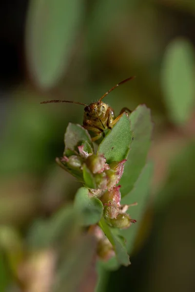 Zielone Prawdziwe Bugs Nimfa Podrzędu Heteroptera — Zdjęcie stockowe