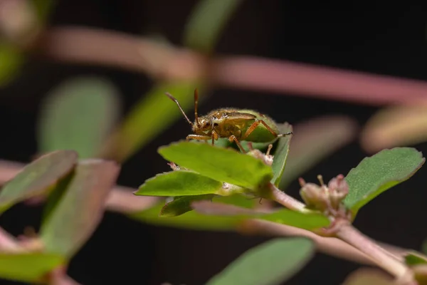 Green True Bugs Nymph Suborder Heteroptera — Stock Photo, Image