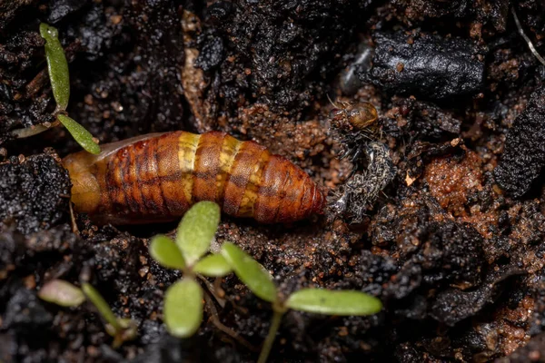 Oruga Convierte Capullo Suelo — Foto de Stock