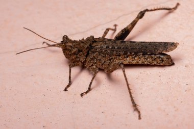 Ommexechidae ailesinin Kısa Boynuzlu Çekirgesi