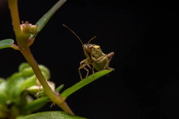 Rhopalidae Ailesinin Yetişkin Kokusuz Bitki Böceği — Stok fotoğraf