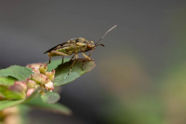 Volwassen Scentless Plant Bug Van Familie Rhopalidae — Stockfoto