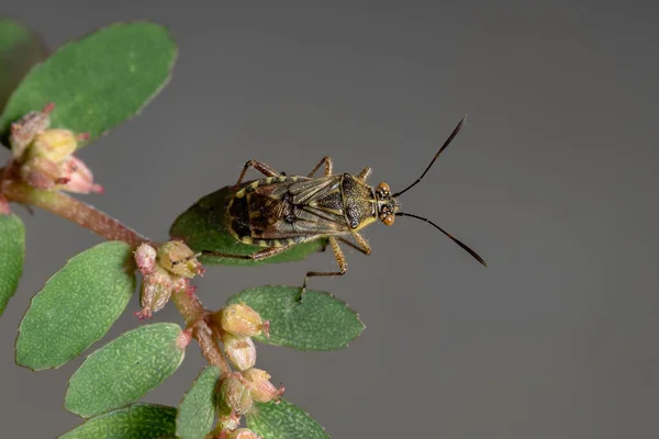 Rhopalidae Ailesinin Yetişkin Kokusuz Bitki Böceği — Stok fotoğraf