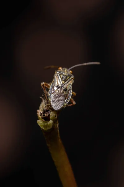 Bug Planta Percentual Adulto Família Rhopalidae — Fotografia de Stock
