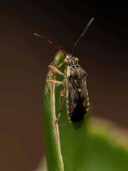 Volwassen Scentless Plant Bug Van Familie Rhopalidae — Stockfoto