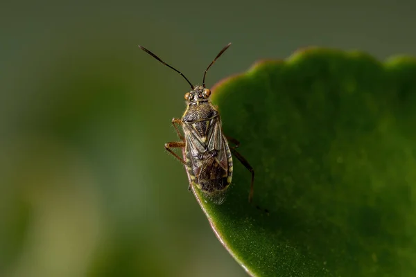 Vuxna Doftlösa Växtkryp Familjen Rhopalidae — Stockfoto