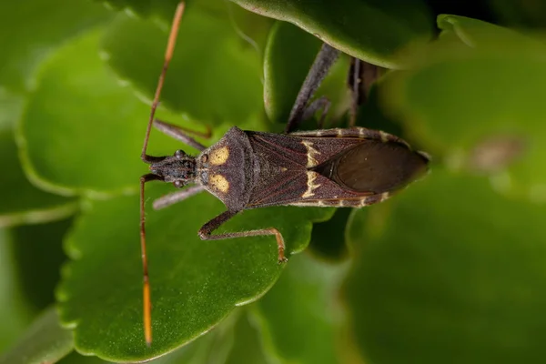 葉足種のバグLeptoglossus Zonatus — ストック写真