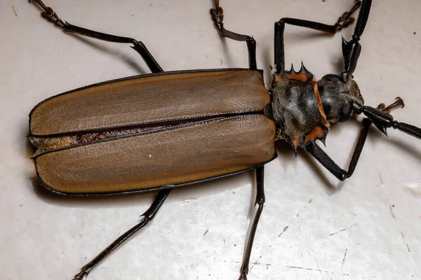 Adult Giant Imperious Sawyer Species Enoplocerus Armillatus Selective Focus — Stock Photo, Image