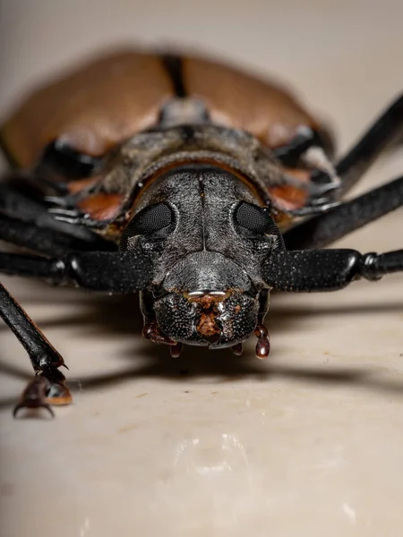 Dorosły Olbrzym Cesarski Sawyer Gatunku Enoplocerus Armillatus Wybiórczym Ukierunkowaniem — Zdjęcie stockowe