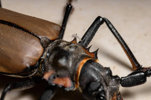 Ενηλίκων Giant Imperious Sawyer Του Είδους Enoplocerus Armillatus Επιλεκτική Εστίαση — Φωτογραφία Αρχείου