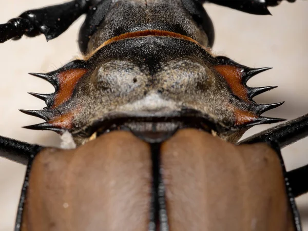 Ausgewachsene Kaisersäge Der Art Enoplocerus Armillatus Mit Selektivem Fokus — Stockfoto