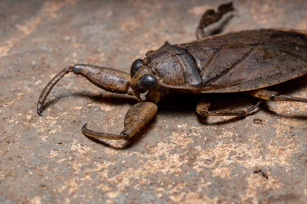 Bug Água Gigante Adulto Gênero Lethocerus — Fotografia de Stock