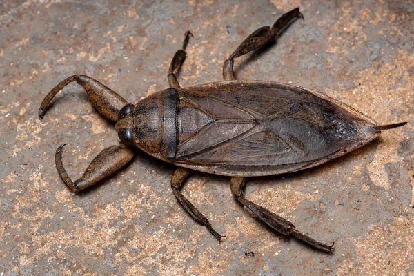 Lethocerus cinsinin Yetişkin Dev Su Böceği