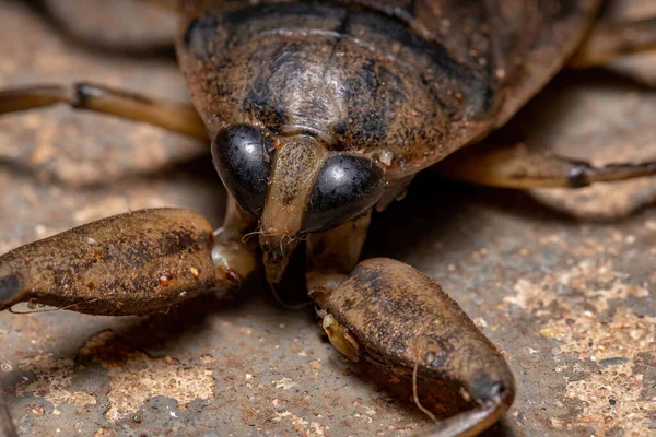 Gigantiska Vattendroppar Släktet Lethocerus — Stockfoto