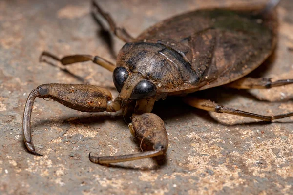 Lethocerus cinsinin Yetişkin Dev Su Böceği