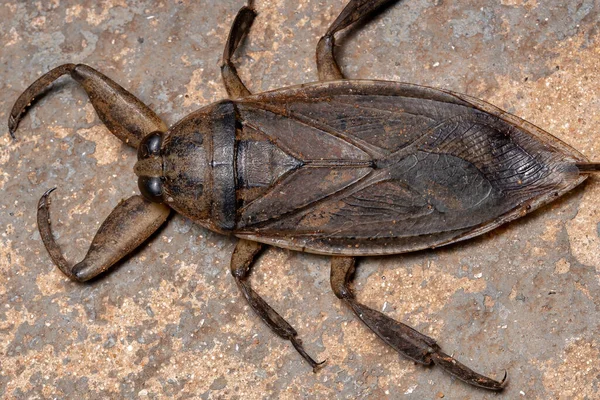 Bug Agua Gigante Adulto Del Género Lethocerus —  Fotos de Stock