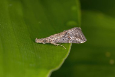 Lepidoptera Tarikatı 'nın küçük yetişkin güvesi.