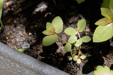 Bir astım bitkisinin yaprakları Euphorbia hirta türünün