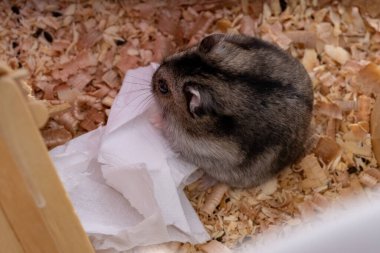Campbell 'ın cüce hamster türü Phodopus kampı seçici odaklı