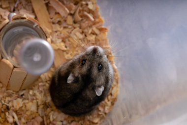 Campbell 'ın cüce hamster türü Phodopus kampı seçici odaklı