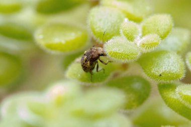Araecerus fasciculatus türünün kahve çekirdekleri.